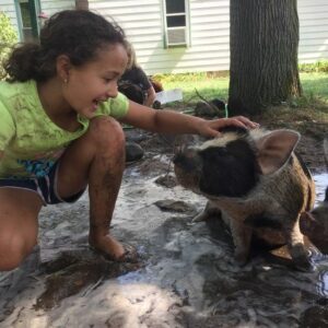 Processing KuneKune Pigs at Home Image